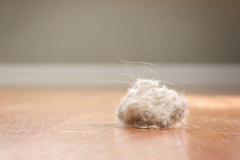 dust bunny